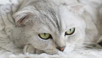 黔西2026年最新杭州高端商务伴游招聘网渠道分享(最方便真实的黔西茉莉伴游伴游天下全国联盟方法)