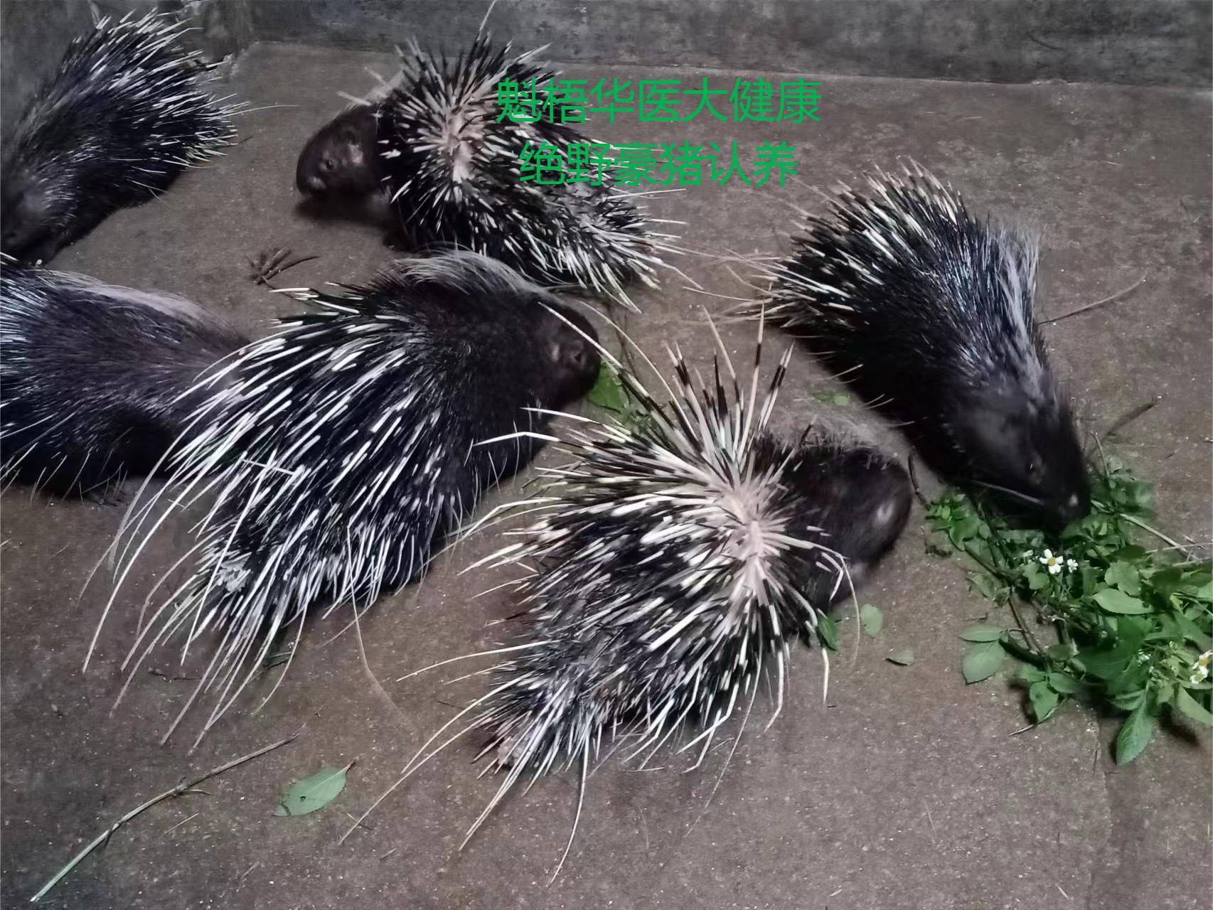 最新豪猪回收商家方法分析(最方便真实的黔西豪猪卖去什么地方方法)